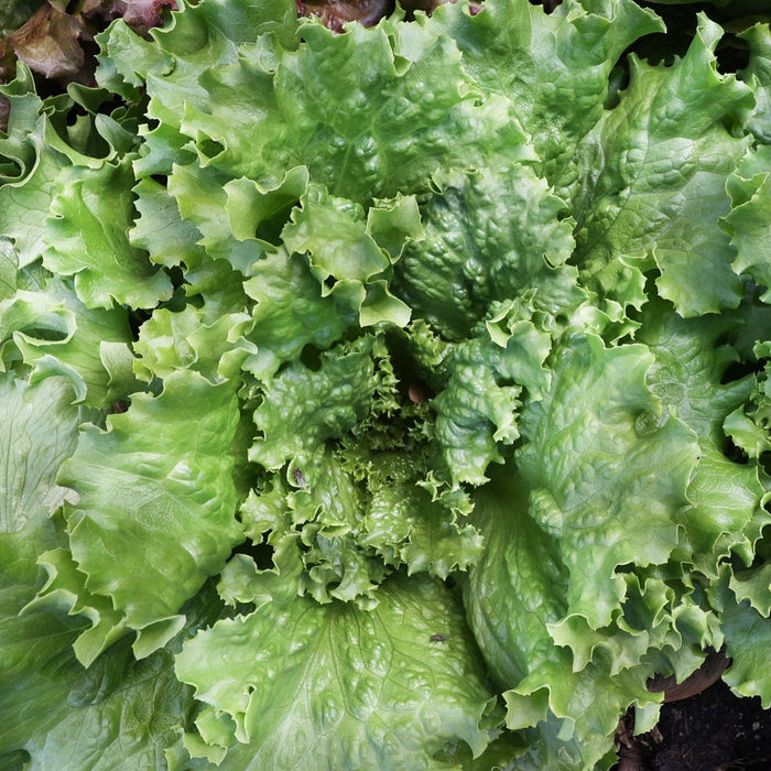 Crisp Mint Lettuce
