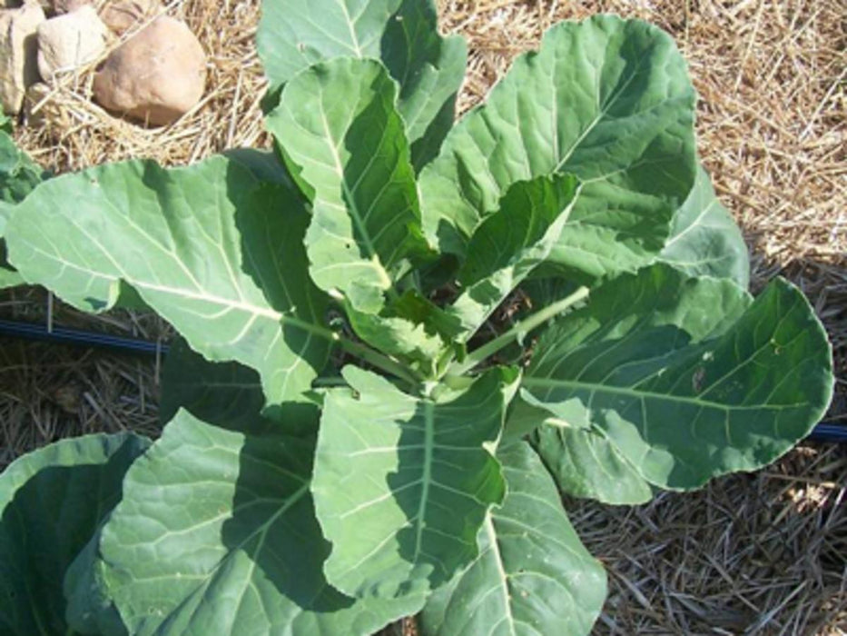 Georgia Green (Georgia Southern, Creole) Collards