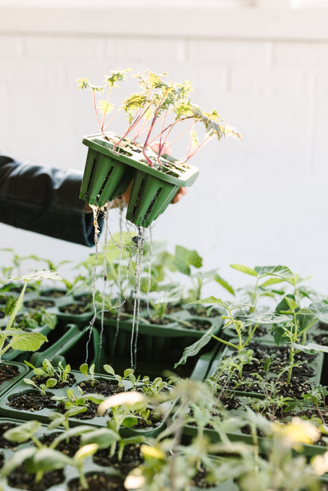 GreenStalk Garden Seed Starter Kit (Set of 4)