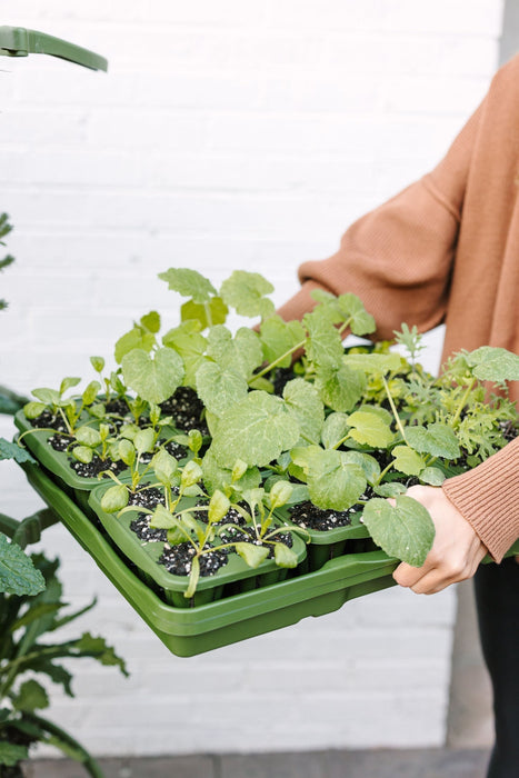 GreenStalk Garden Seed Starter Kit (Set of 4)