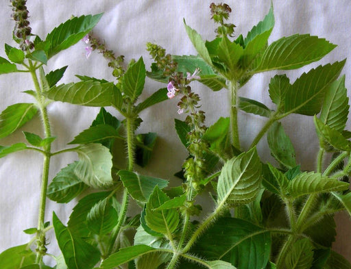 Fresh holy basil (Tulsi) herb with vibrant green leaves, hairy stems, and delicate purple flowers.