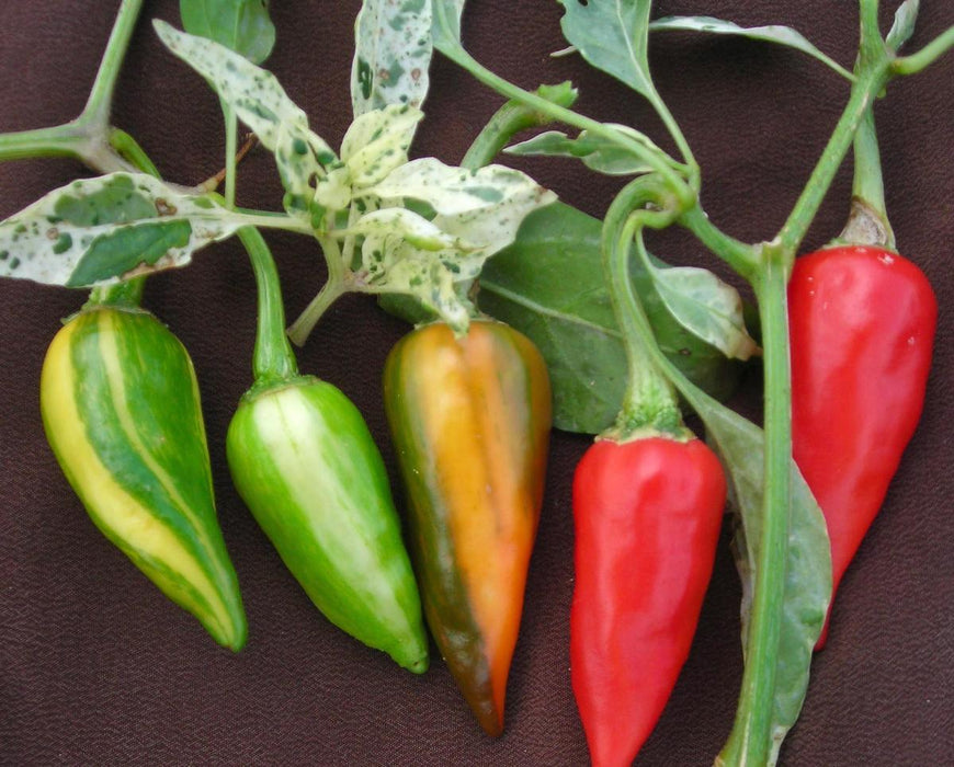 Colorful variegated chili peppers: striped green/yellow, ripening orange, and bright red on the vine.