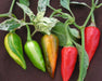 Colorful variegated chili peppers: striped green/yellow, ripening orange, and bright red on the vine.