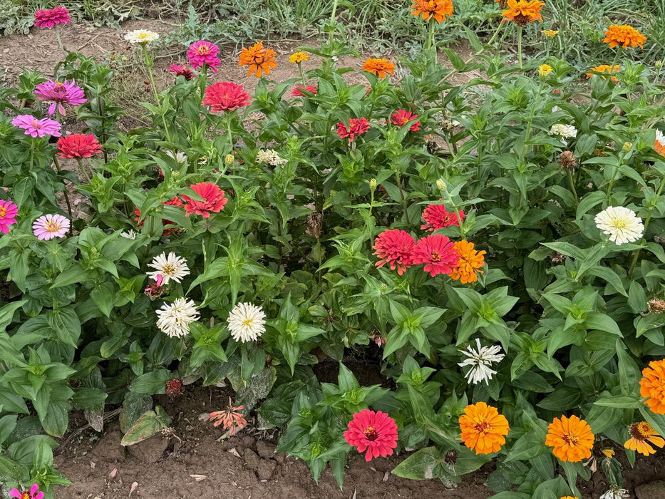 Zinnia, California Giants