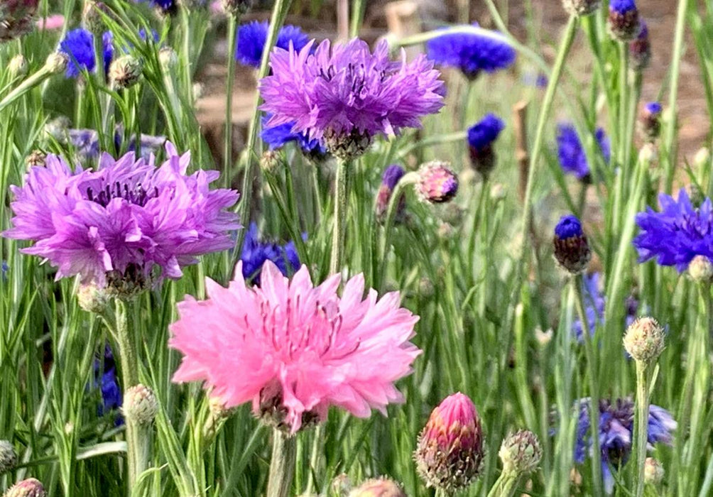 Bachelor Button, Polka Dot