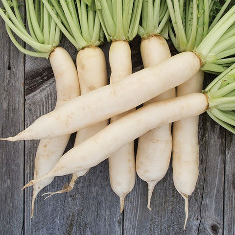 Daikon Radish