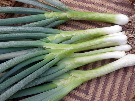 Fresh green onions, scallions, and spring onions with white ends and roots on a woven basket.