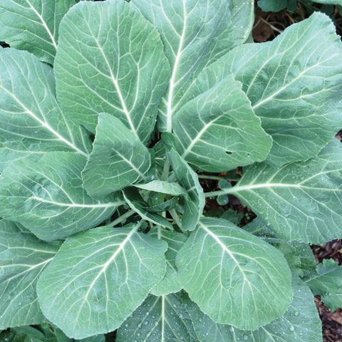 Champion Collards