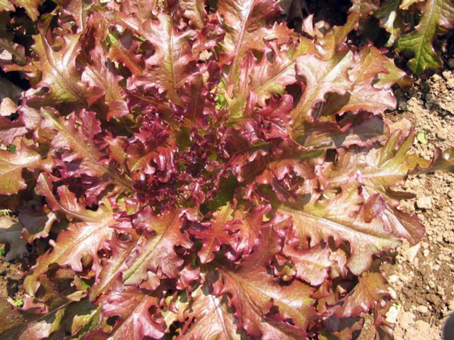 Red Salad Bowl Looseleaf Lettuce