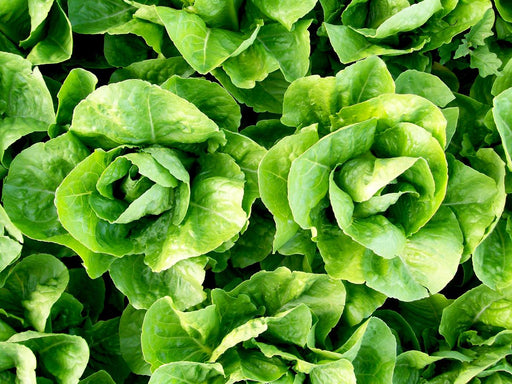 Fresh, vibrant green lettuce heads growing in a field. Healthy organic salad greens ready for harvest.