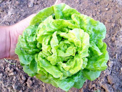 Fresh green lettuce head in hand, just harvested from garden soil. Healthy, organic vegetable.