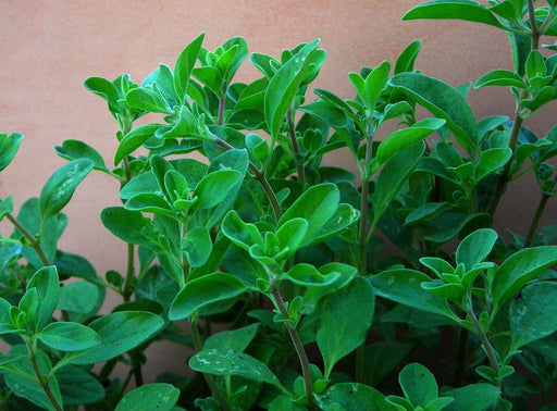 Vibrant green oregano plants with lush, aromatic leaves, ideal for fresh culinary use.