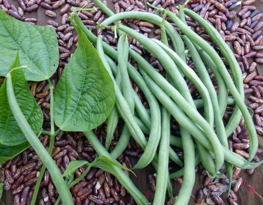 Maxibel Filet Bush Snap Bean