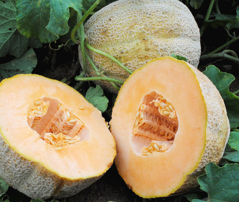 Hales Best Muskmelon