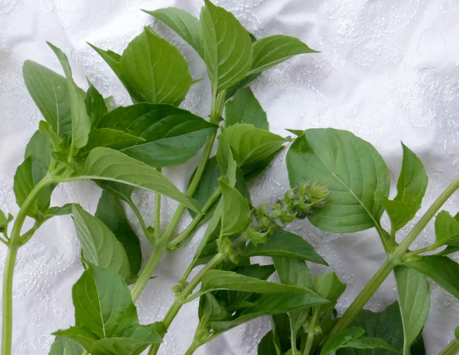 Lemon Basil