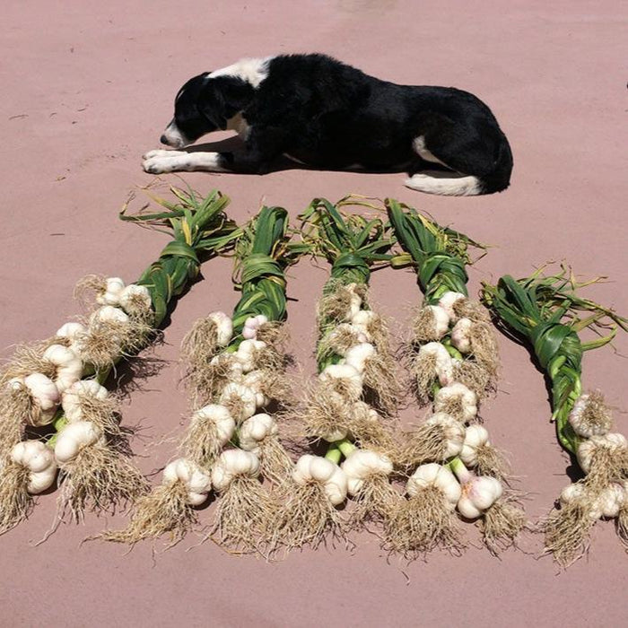 PREORDER Music Garlic (lb)