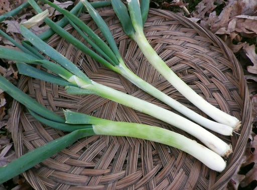 Freshly harvested green onions on a woven basket. Crisp scallions with white bulbs and green tops, culinary ingredient.