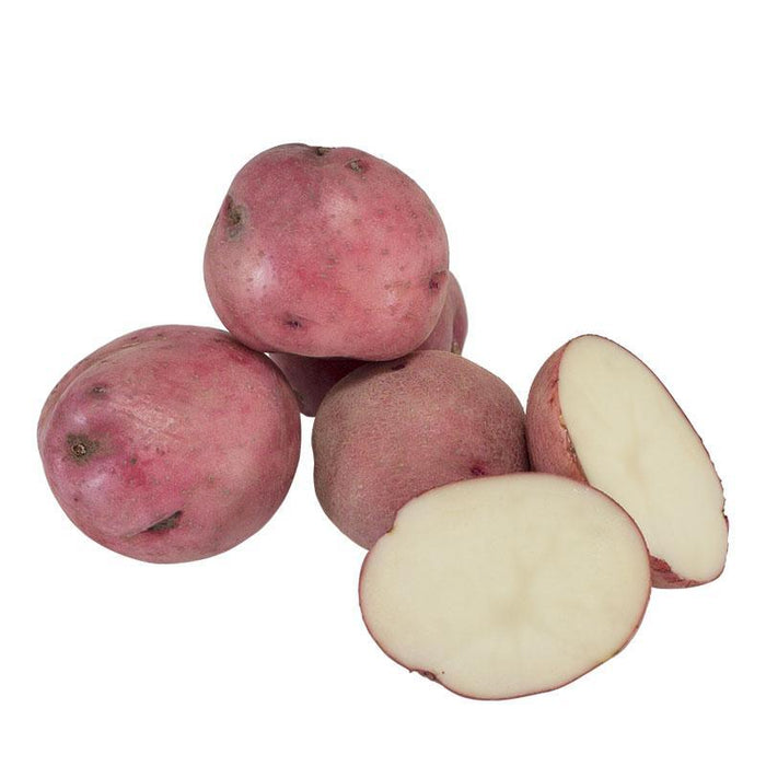 PREORDER Organic Norland Red Seed Potato (lb)