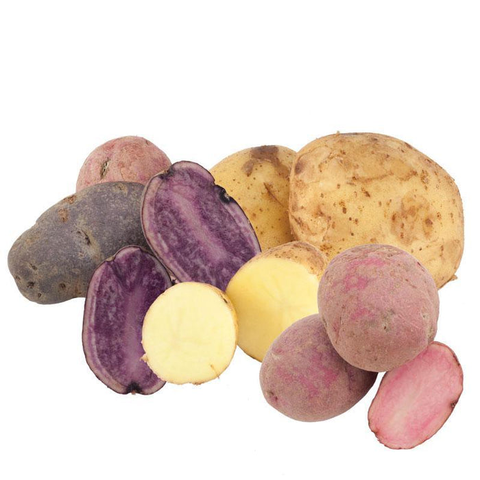 PREORDER Organic Rainbow Mix Seed Potato (lb)