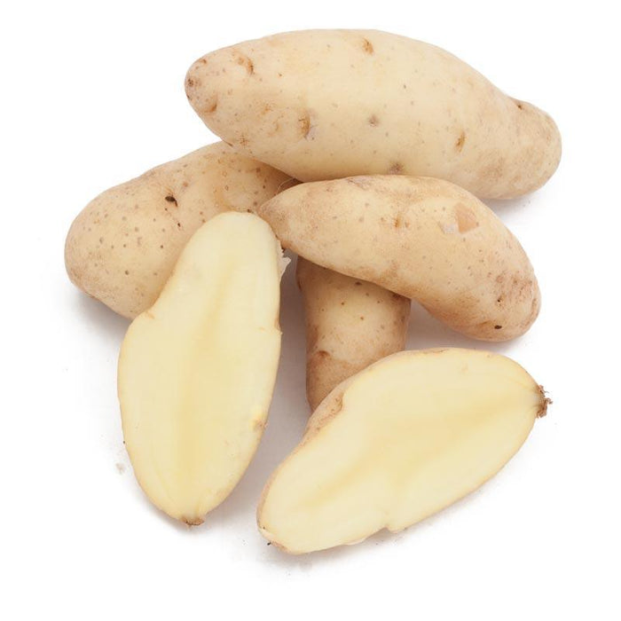 PREORDER Organic Russian Banana Fingerling Seed Potato (lb)