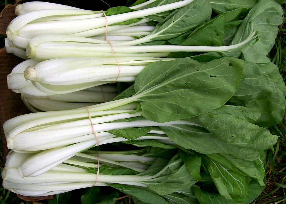 White-Stemmed Pak Choi
