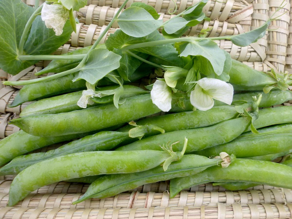 Green Arrow Dwarf Shelling (English) Pea