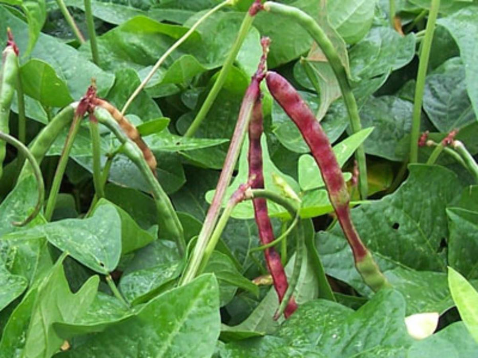 Big Red Ripper (Mandy) Southern Pea (Cowpea)
