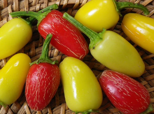 Red striped and bright yellow chili peppers in a woven basket. Fresh, vibrant garden produce.