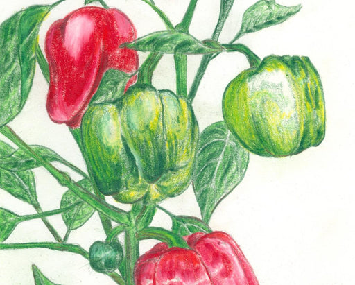 Vibrant red and green bell peppers growing on a plant, hand-drawn illustration. Fresh garden vegetables.