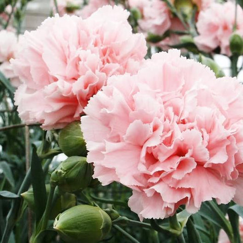 La France Carnation