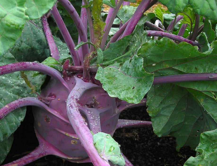 Early Purple Vienna Kohlrabi