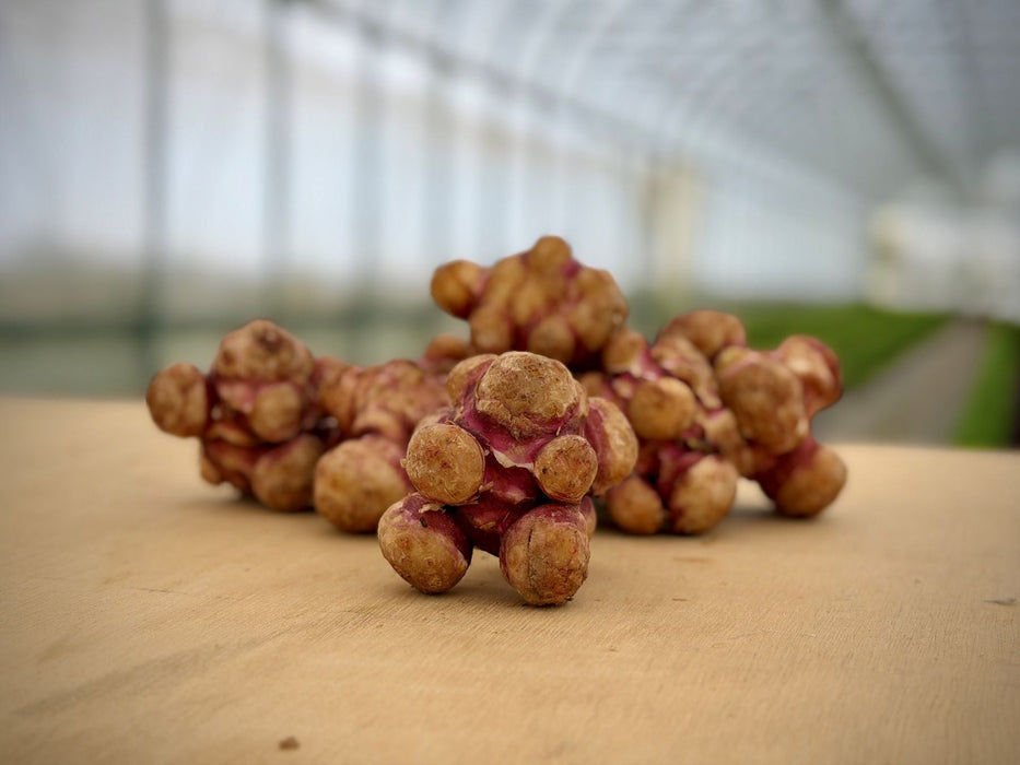 Jerusalem Artichoke Tubers