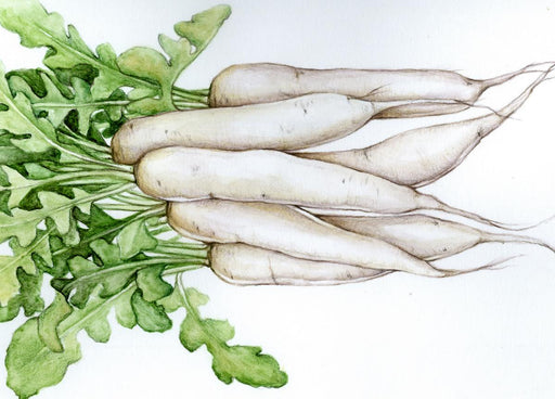 Fresh white daikon radishes with green leafy tops, watercolor botanical illustration.