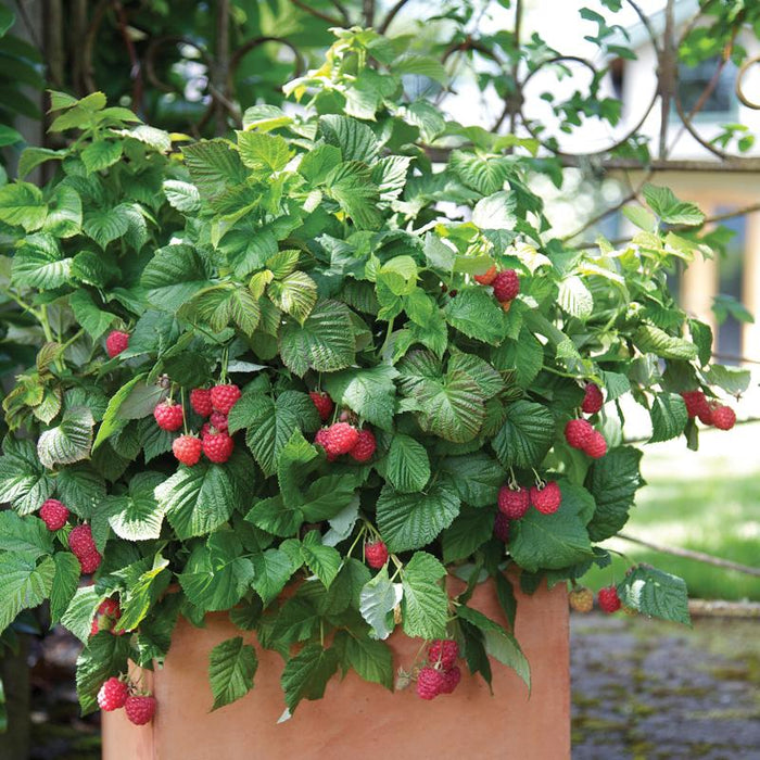 Raspberry Shortcake