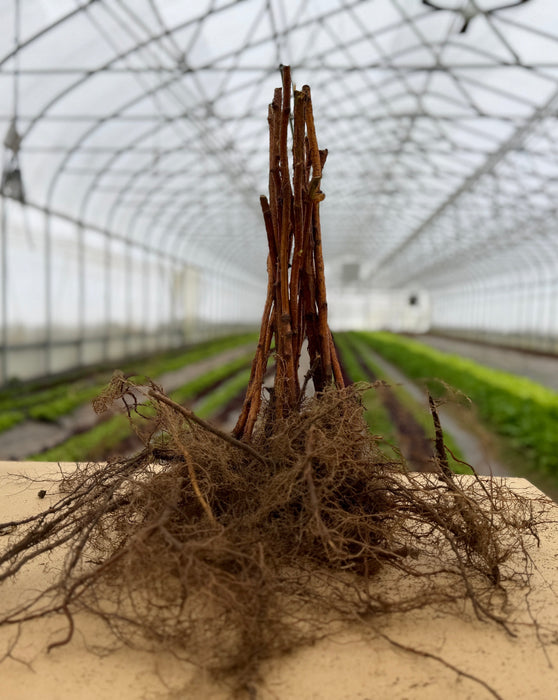 Double Gold Raspberry