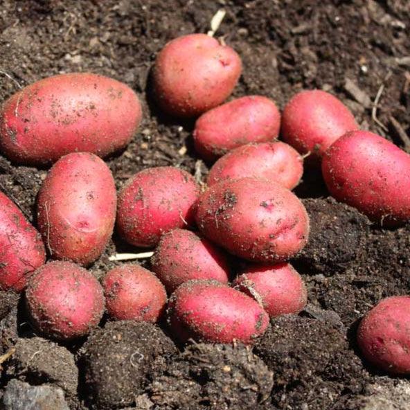 PREORDER Organic Red Pontiac Seed Potato (lb)