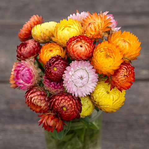 Roggli Riesen Strawflower