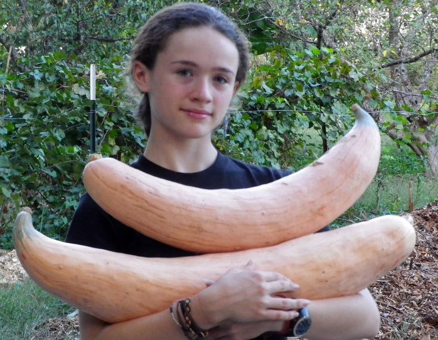 North Georgia Candy Roaster Winter Squash