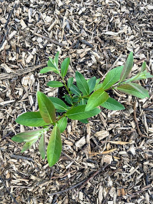 Potted seedling with green leaves and new reddish growth on a bed of wood chip mulch.