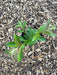 Potted seedling with green leaves and new reddish growth on a bed of wood chip mulch.