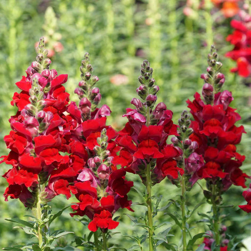 Vibrant red snapdragon flowers blooming in a garden. Tall stalks with green buds.