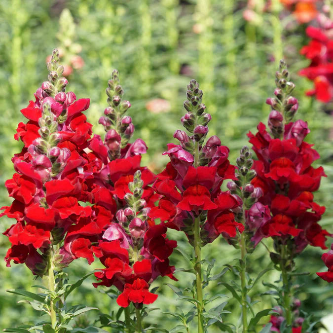 Vibrant red snapdragon flowers blooming in a garden. Tall stalks with green buds.