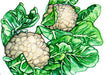Fresh cauliflower heads with bright green leaves, a healthy food watercolor illustration.