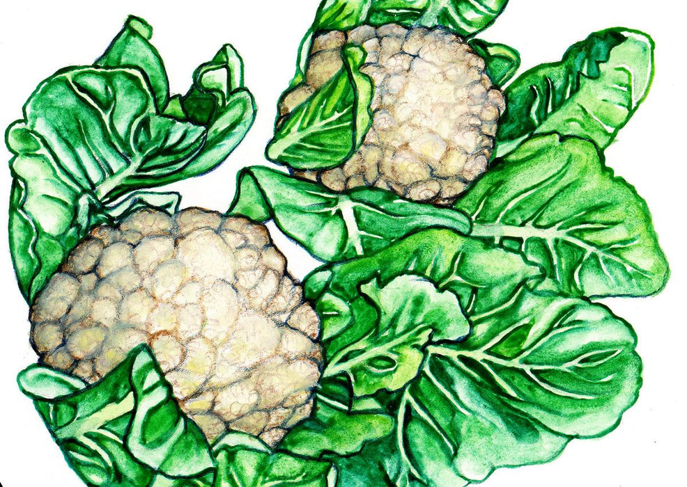 Fresh cauliflower heads with bright green leaves, a healthy food watercolor illustration.