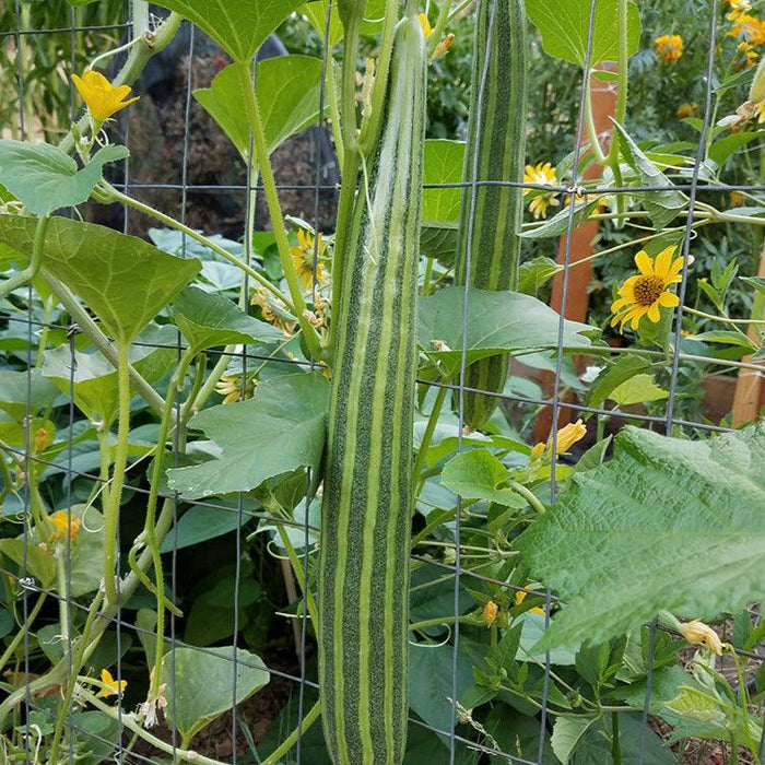 Striped Cucumber Seeds (Organic)