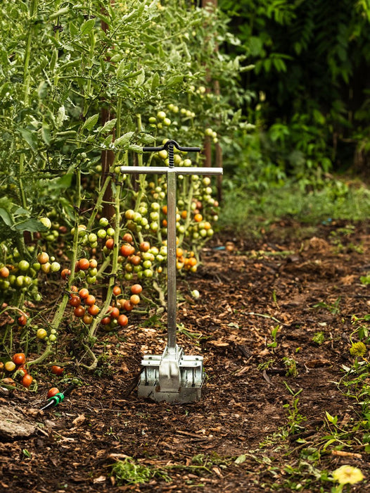 Metal stand-up transplanter in an organic tomato garden, abundant with ripening red and green tomatoes and rich soil.