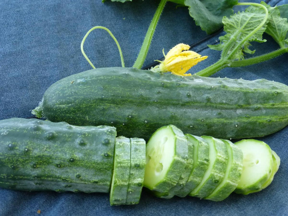 Spacemaster Cucumber