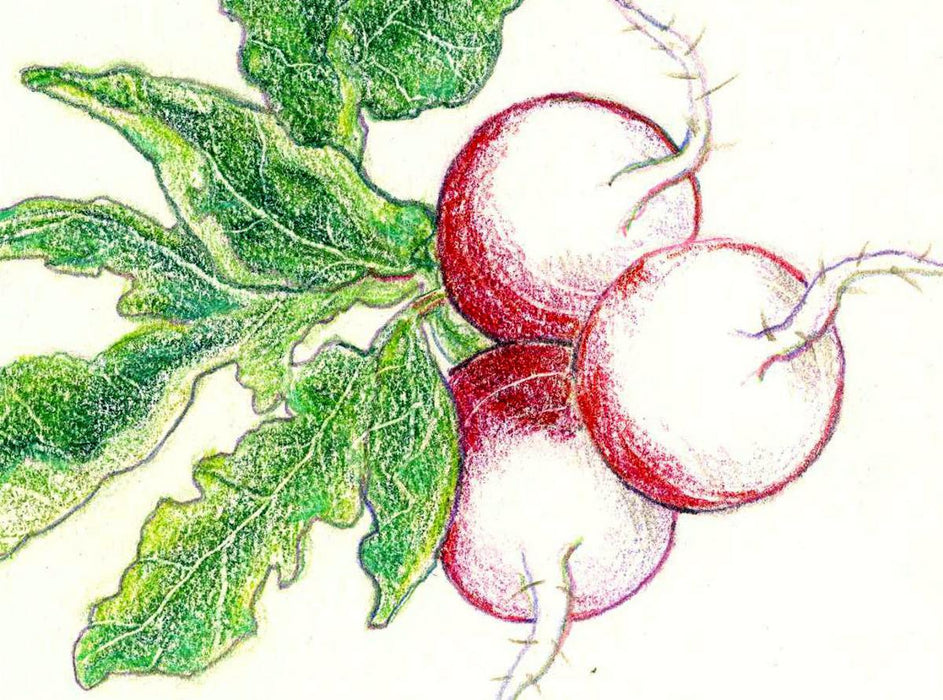 Sparkler White Tip Radish