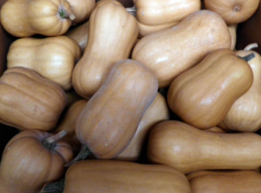 Many light brown butternut squash, some with stems. Fresh winter squash, autumn harvest produce.