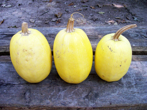 Three bright yellow spaghetti squash with stems resting on rustic wooden planks. Freshly harvested healthy vegetables.